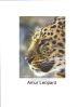 amurLeopard0004